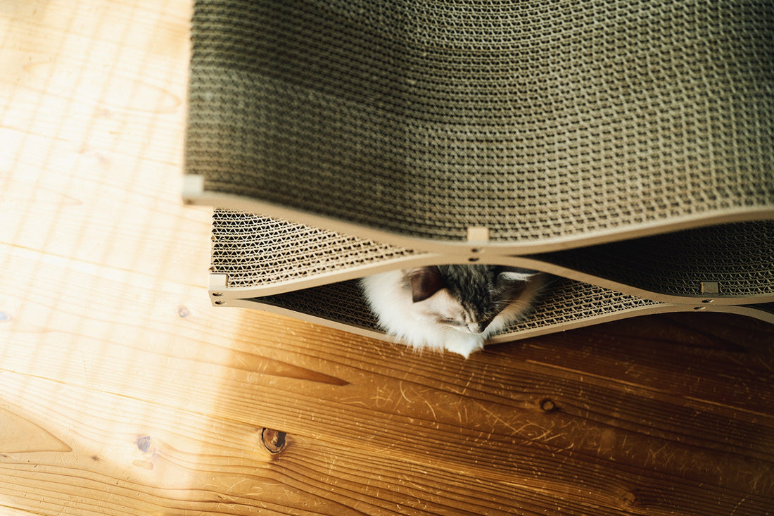 Cat Cellarがシニア猫ちゃんにも人気なわけ