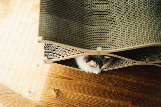 Cat Cellarがシニア猫ちゃんにも人気なわけ