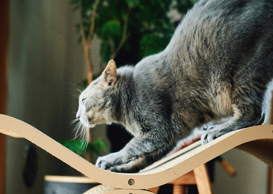 キャットセラーの爪とぎの「研ぎカスの出にくさ」の秘密