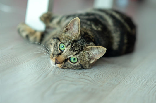 気まぐれに見える猫たち、隠している飼い主との絆