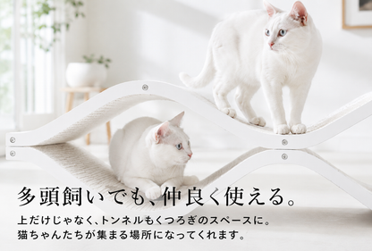 Cat Cellar
