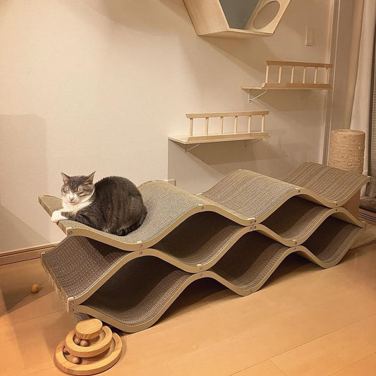 Cat Cellar