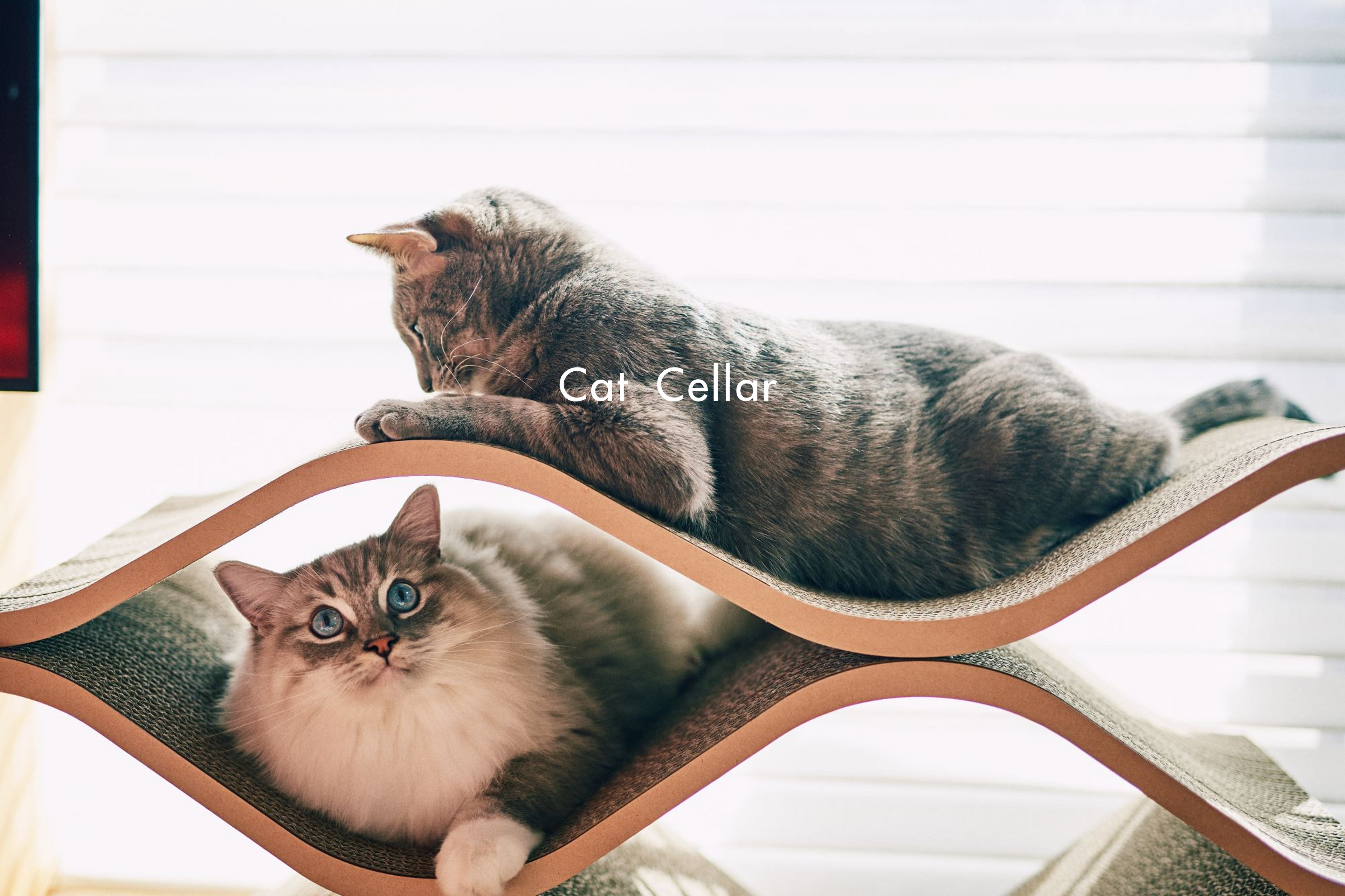 cat_cellar_6.png?v=1775723622& cat_cellar_6.png?v=1775723622&