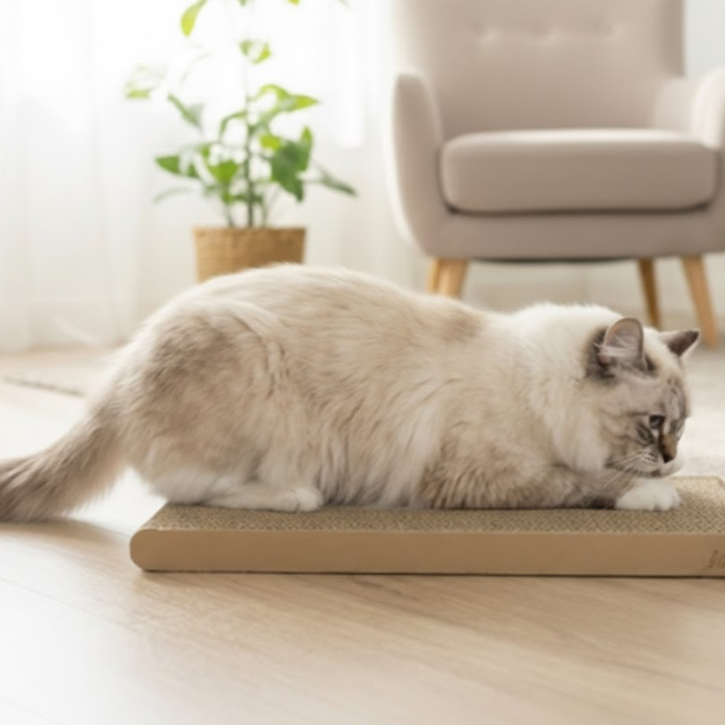 Cat Plate（キャットプレート）